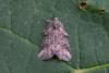 Bryophila sp.